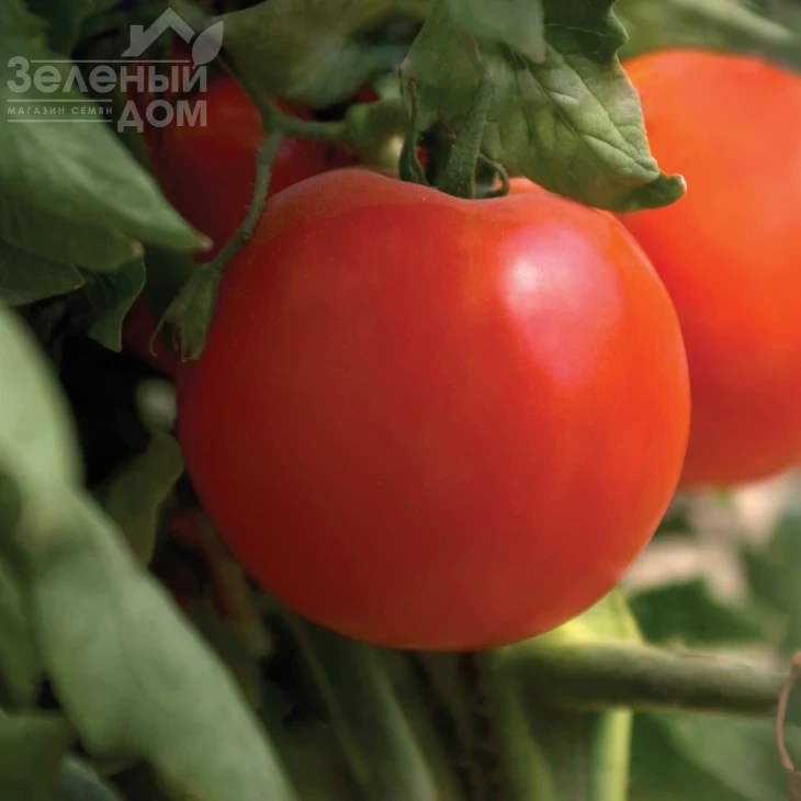 Джампакт F1 / Jampakt F1, 65-70 дней фото 1