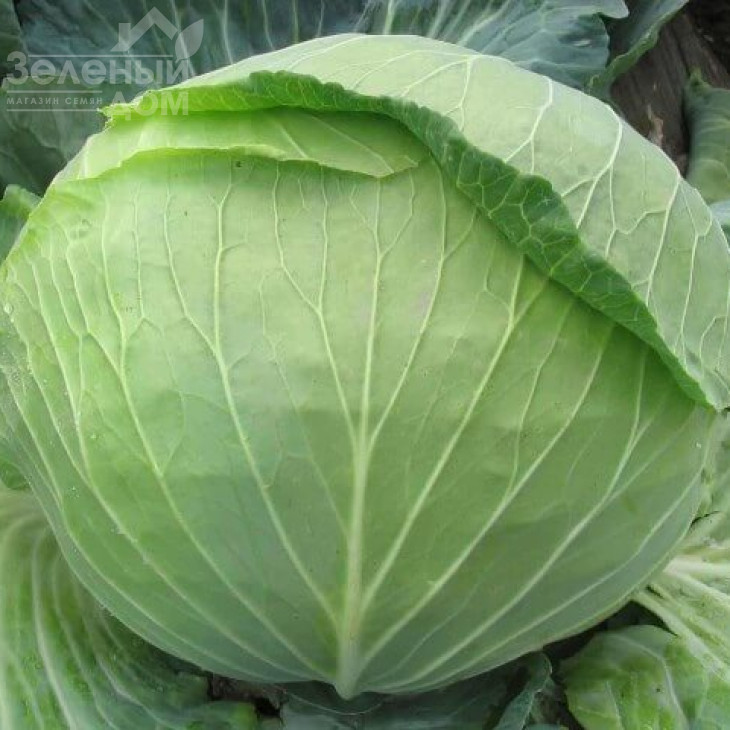 Вітязь F1 / Vityaz F1 фото 1