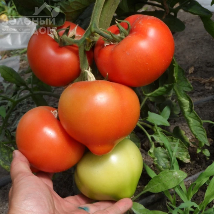 Вегас F1 / Vegas F1 фото 1