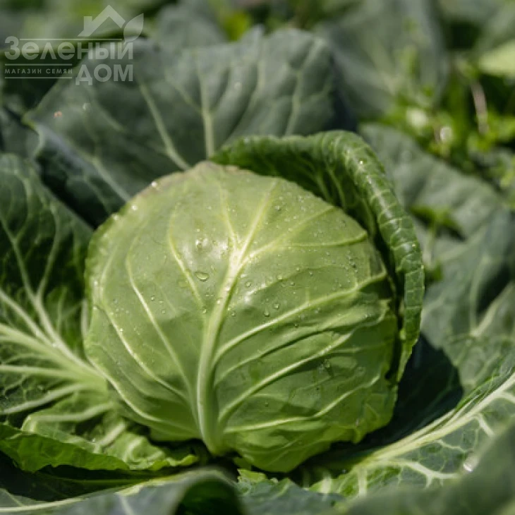 Фелиссима F1 / Felissima F1, 55-60 дней фото 1