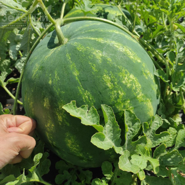 Харізма F1 / Kharizma F1 фото 1