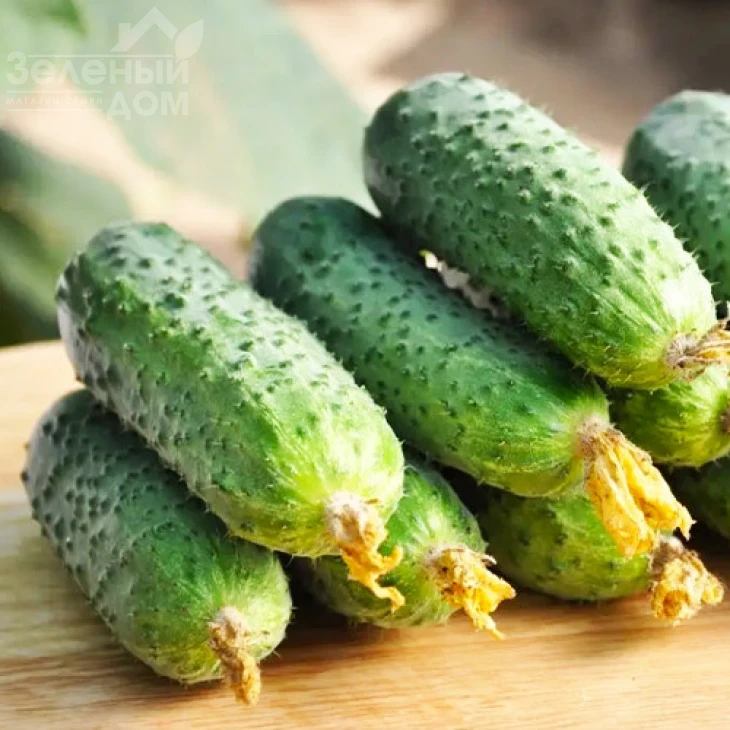 Элиза F1 / Eliza F1 фото 1