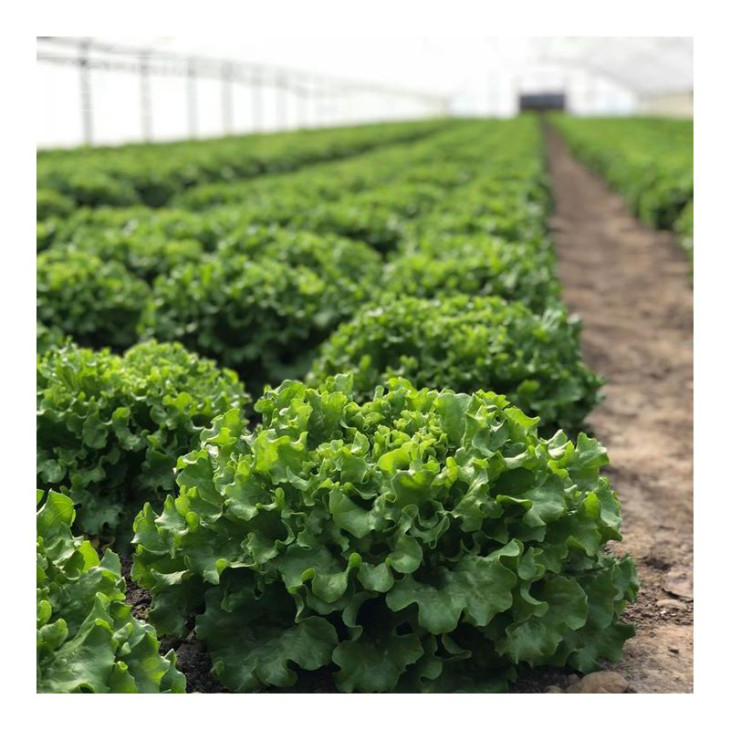 Кюрлі / Kurly фото 1