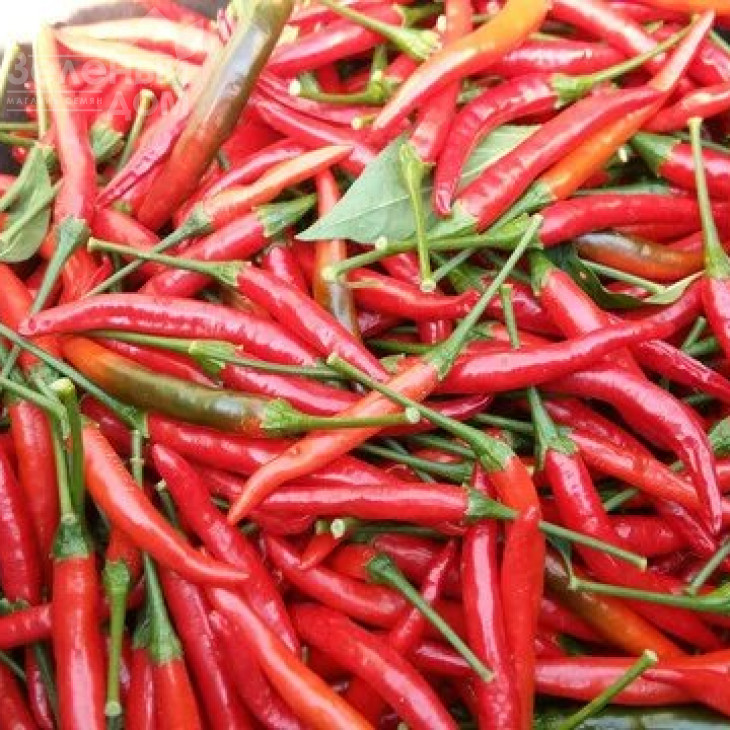 Даміан / Damian,70-80 днів фото 1