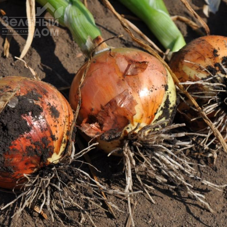 Голд Стар F1 / Gold Star F1, 120-125 днів фото 3