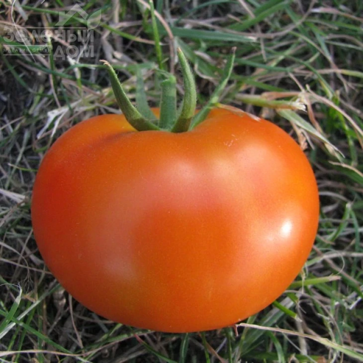 Пьетро F1 / Pietro F1,65-75 дней фото 2