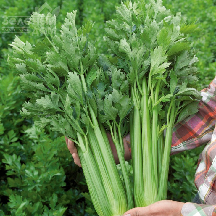 Артур / Artur,110 днів фото 2