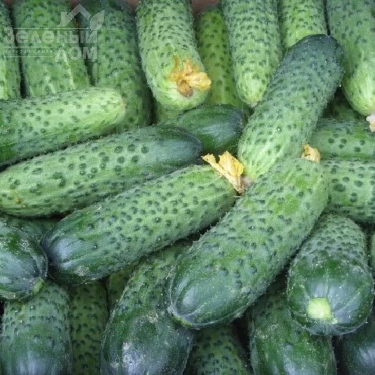 Гермина F1 / Germina F1 фото 2