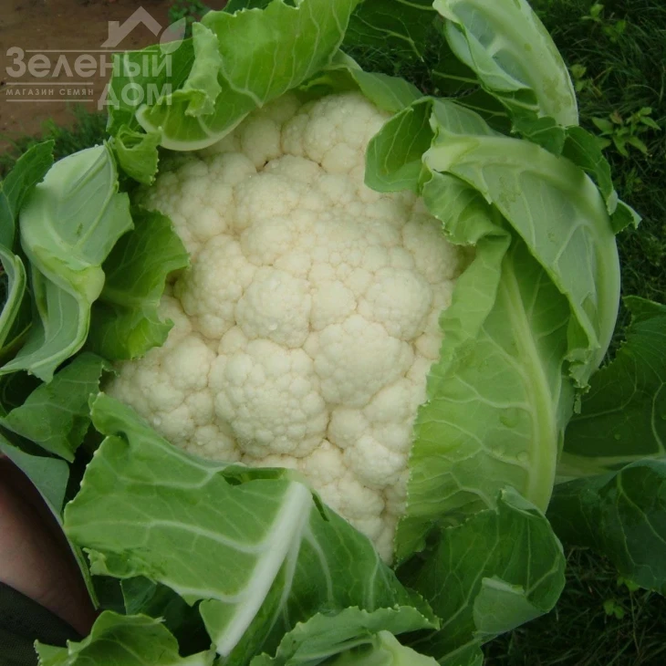 Карневал F1 / Karneval F1, 65-75 дней фото 1