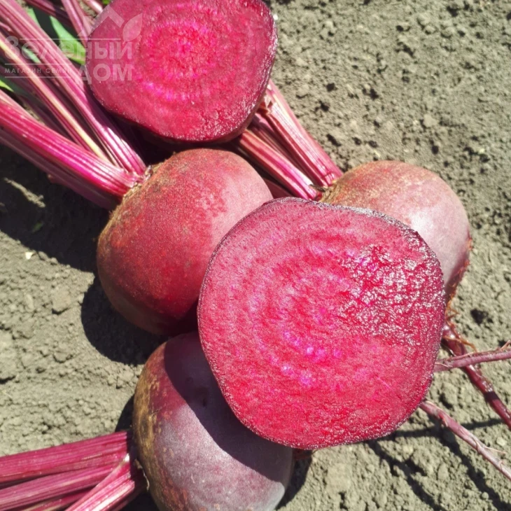 Привилегия F1 (CRX 409 F1) / Privelege F1 (CRX 409 F1), 100-105 дней фото 2