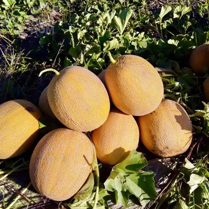 Адриатика F1 / Adriatika F1, 60-65 дней фото 1