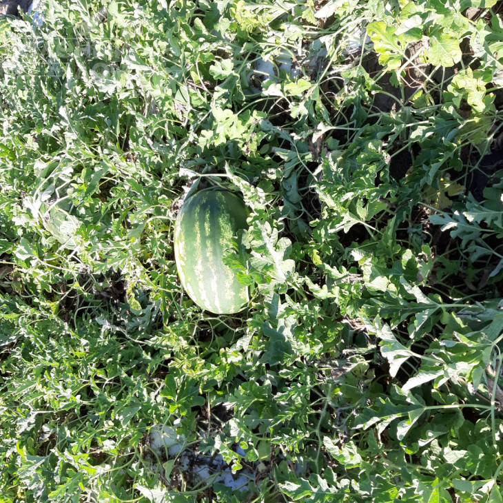 Брендон F1 / Brandon F1, 62-65 днів фото 3