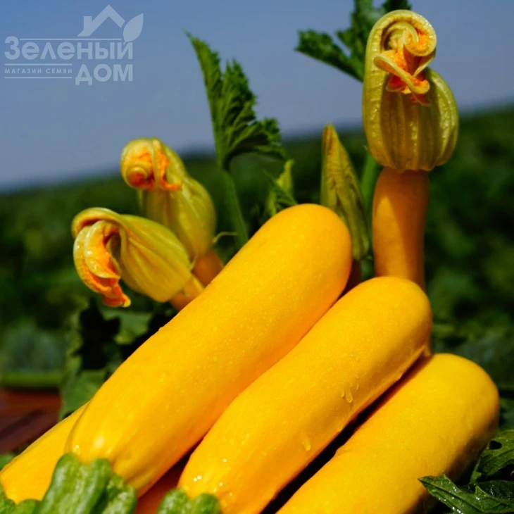 Санлайт F1 / Sunlight F1,40-45 дней фото 5