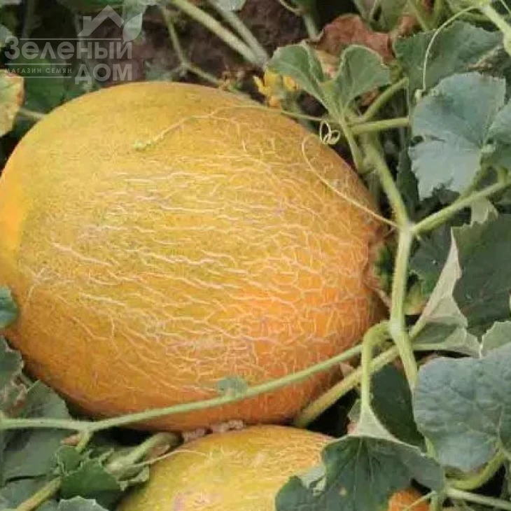 Днестровская / Dnestrovskaya фото 2