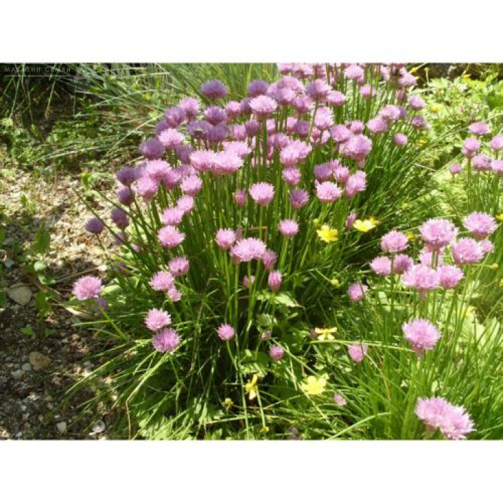 Біггі / Biggi фото 2