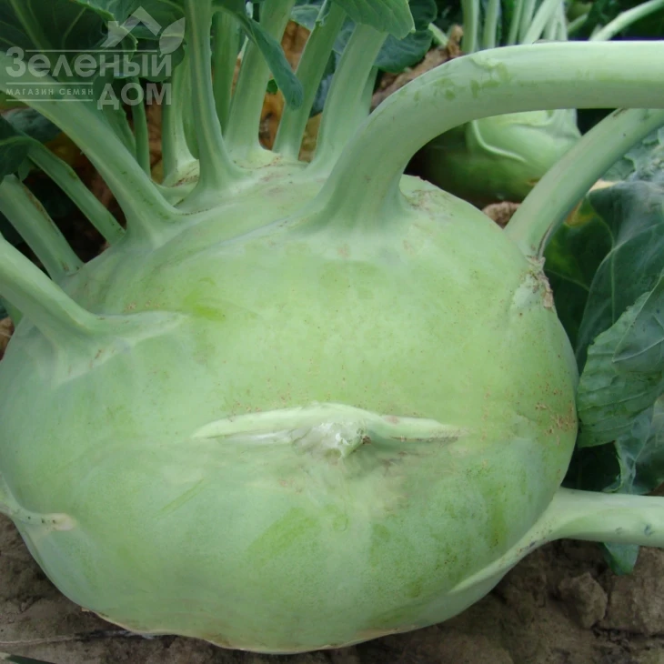 Гигант / Gigant,130-150 дней фото 1