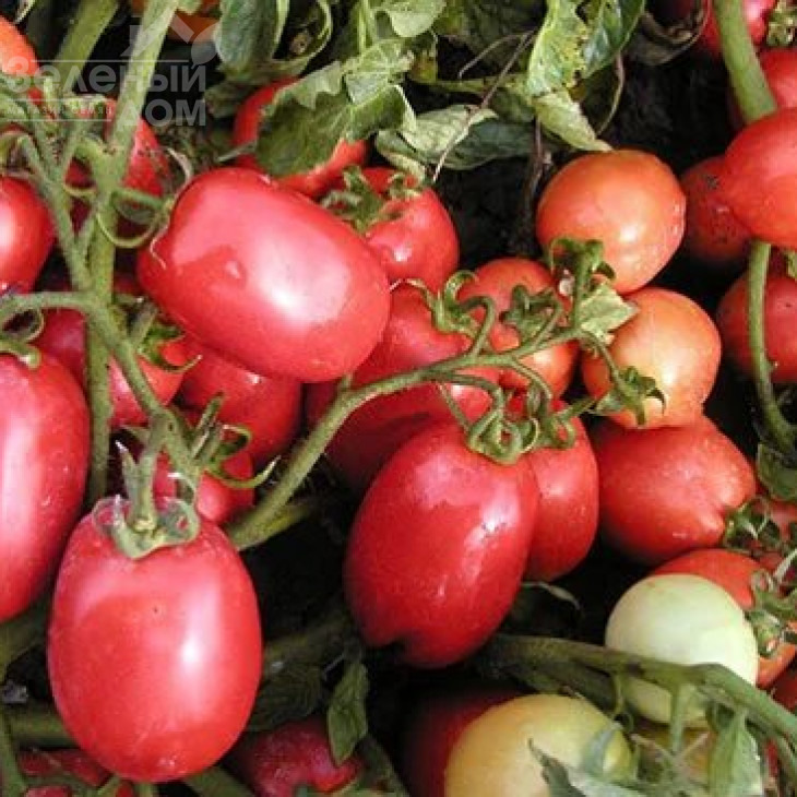 Семапрім F1 / Semaprim F1,70-80 днів фото 1