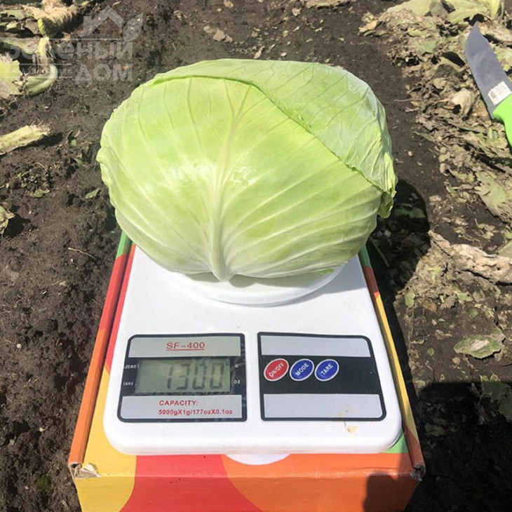 Вермонт F1 / Vermont F1,75-85 днів фото 3