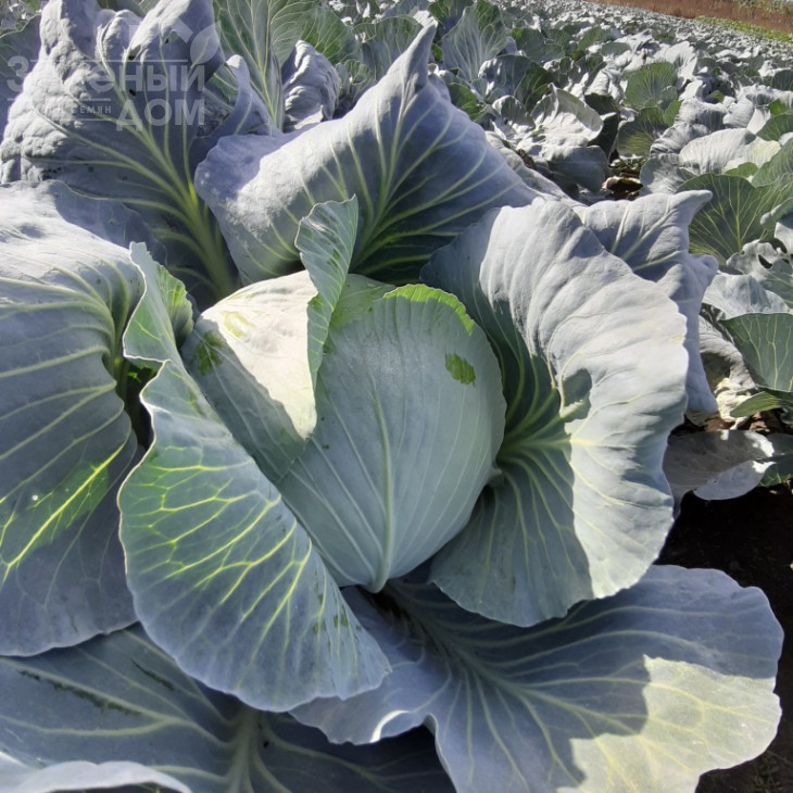 Рітейл F1 / Retail F1, 120-130 днів фото 6