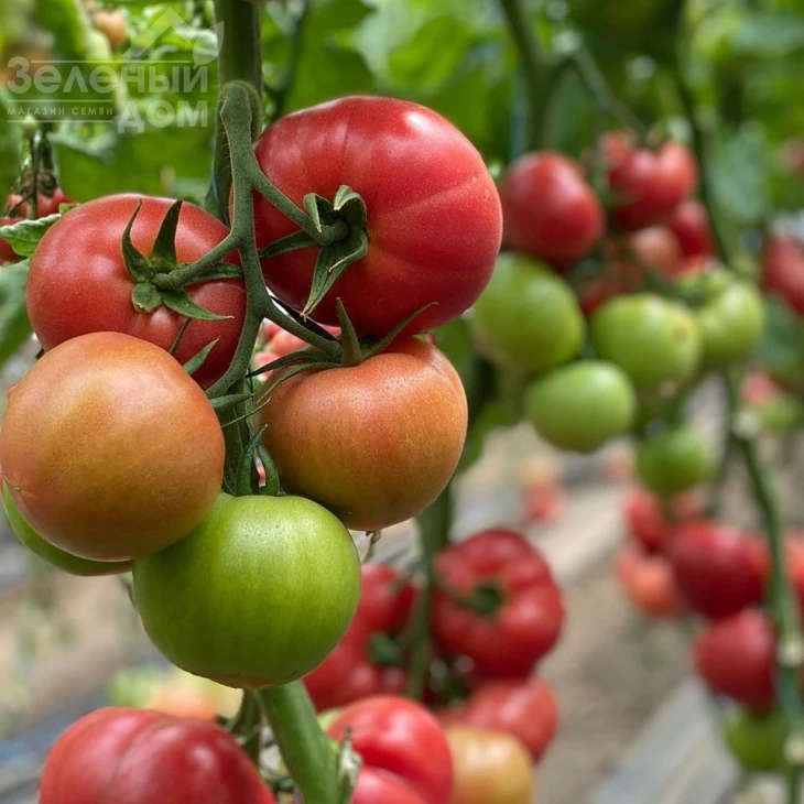 Пинк Хит F1 / Pink Hit F1 фото 2