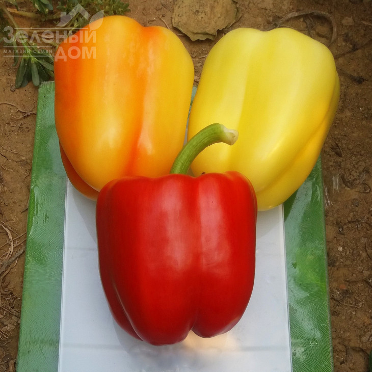 Салана F1 / Salana F1, 55-60 днів фото 1