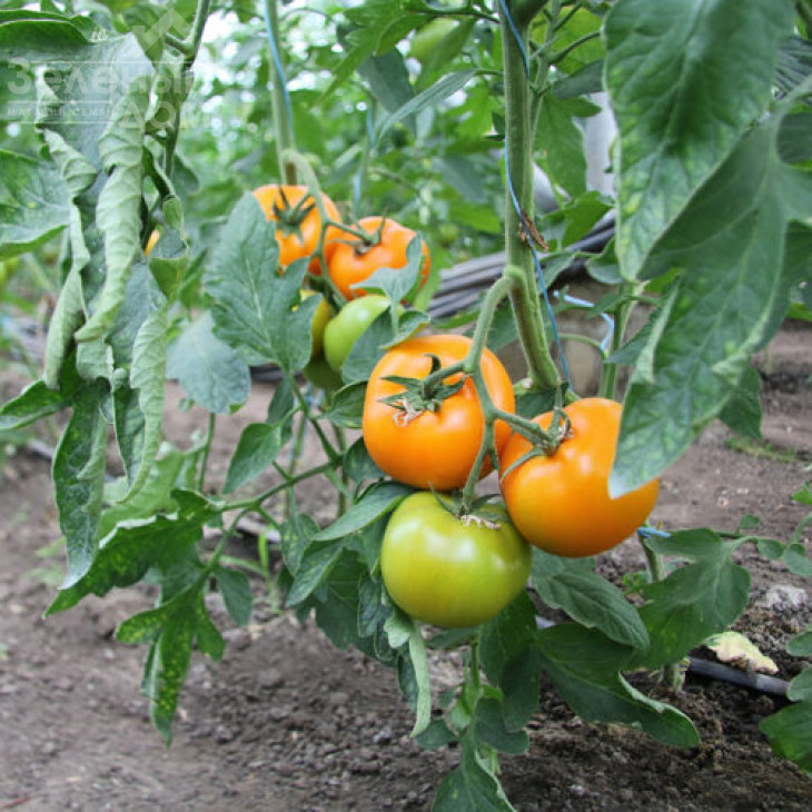 Єллоу Пешен F1 / Yellow Passion F1,100 днів фото 4