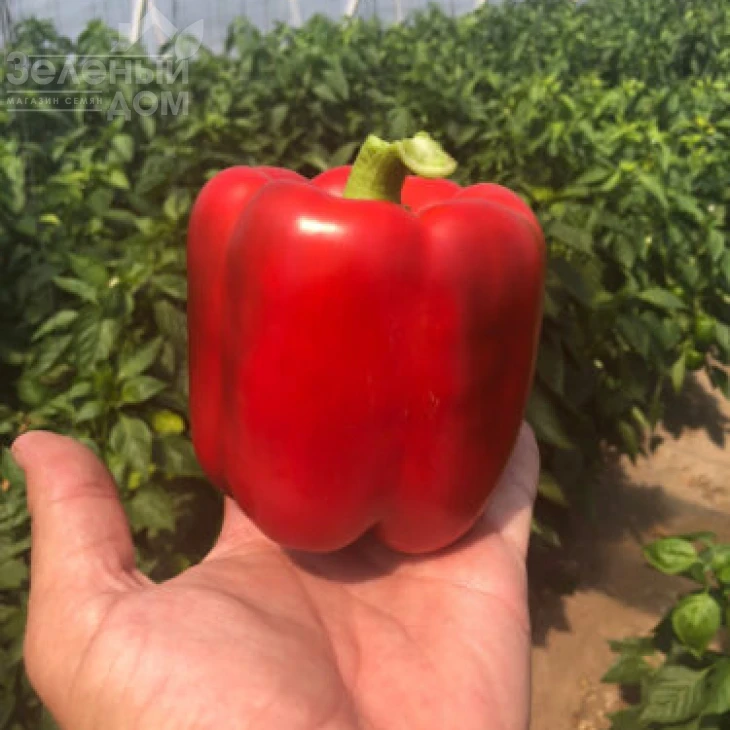 Стрит F1 / Street F1 фото 3