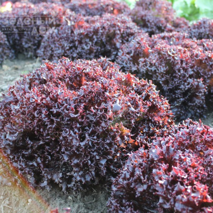 Азірка / Azirka фото 2