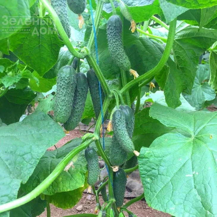 Уникум F1 / Unikum F1,42 дня фото 3