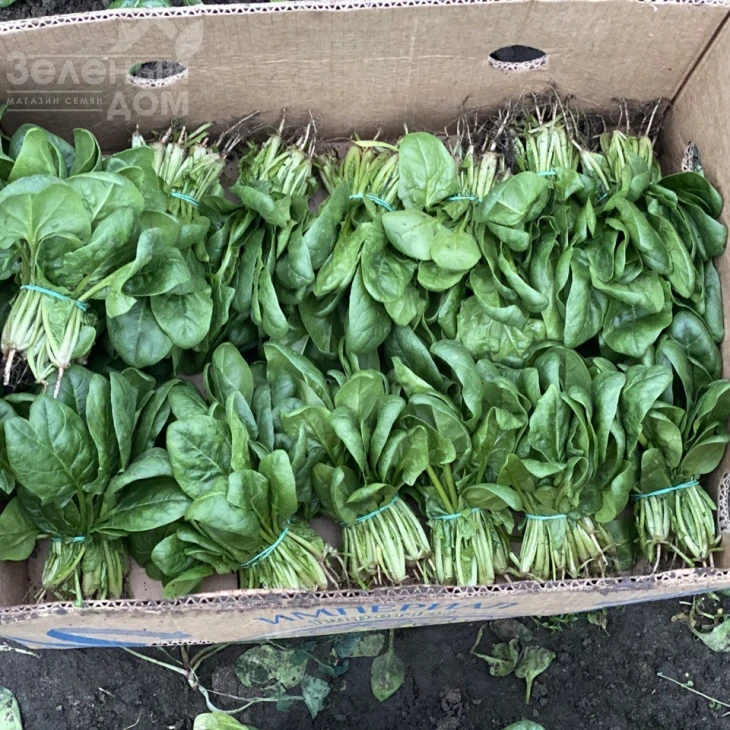 Тромбон F1 / Trombon F1 фото 4