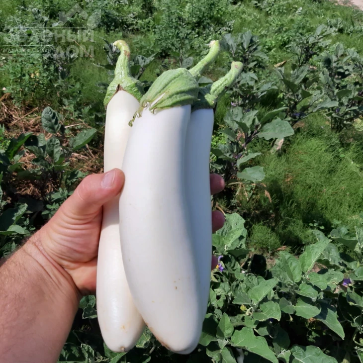 Моби Дик F1 / Moby Dik F1, 65-70 дней фото 3