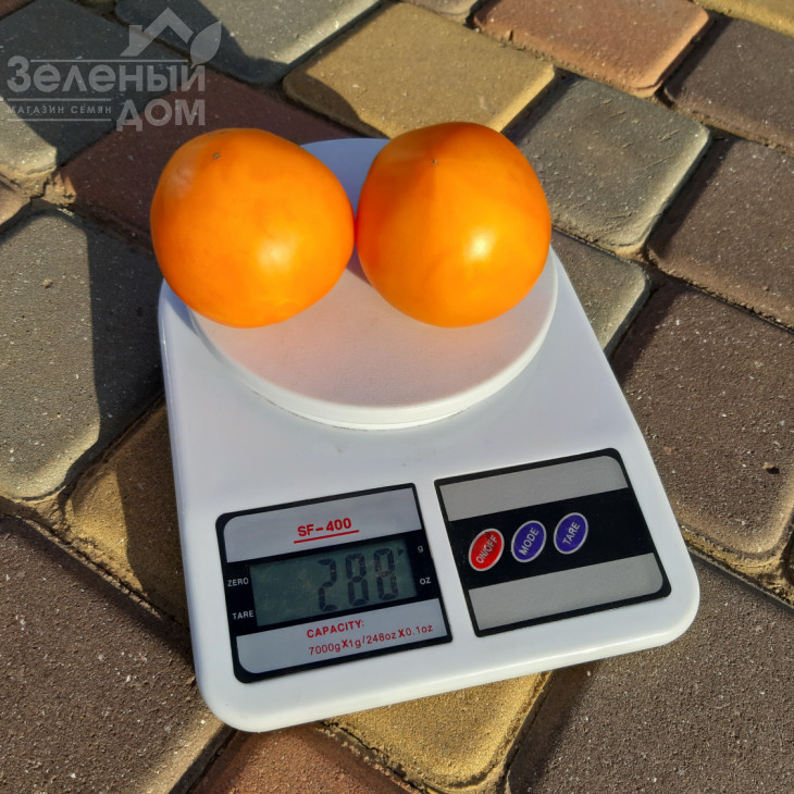 Рані F1 / Rani F1, 62-65 днів фото 1