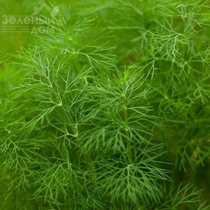 Амброзія / Ambrosia фото 1