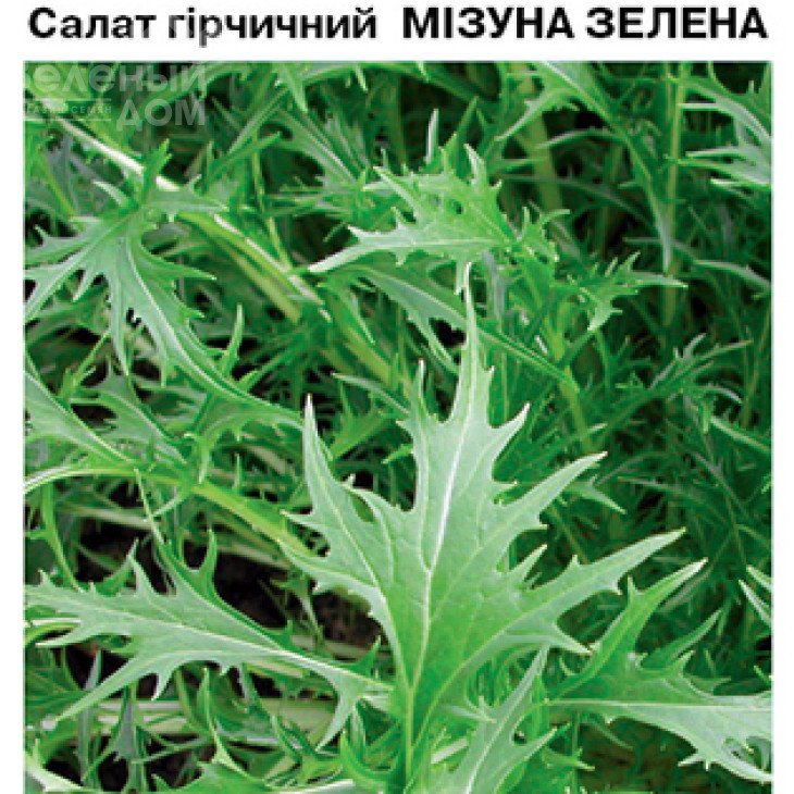 Мізуна зелена / Mizuna green фото 1
