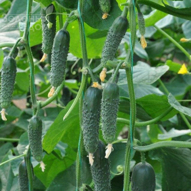 Капрікорн F1 / Kaprikorn F1,32-35 днів фото 1