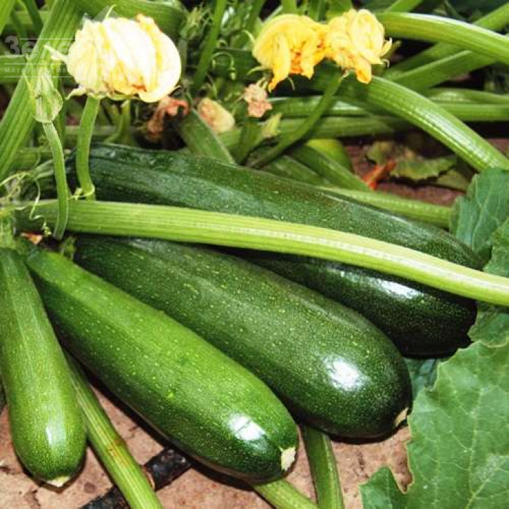 Термінатор F1 / Terminator F1,40 днів фото 1