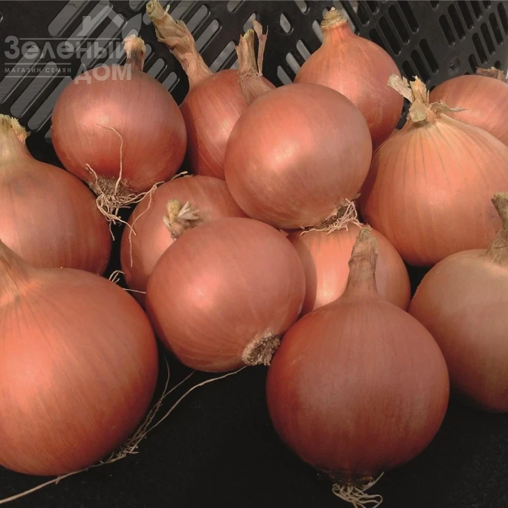 Пантано F1 / Pantano F1 фото 1