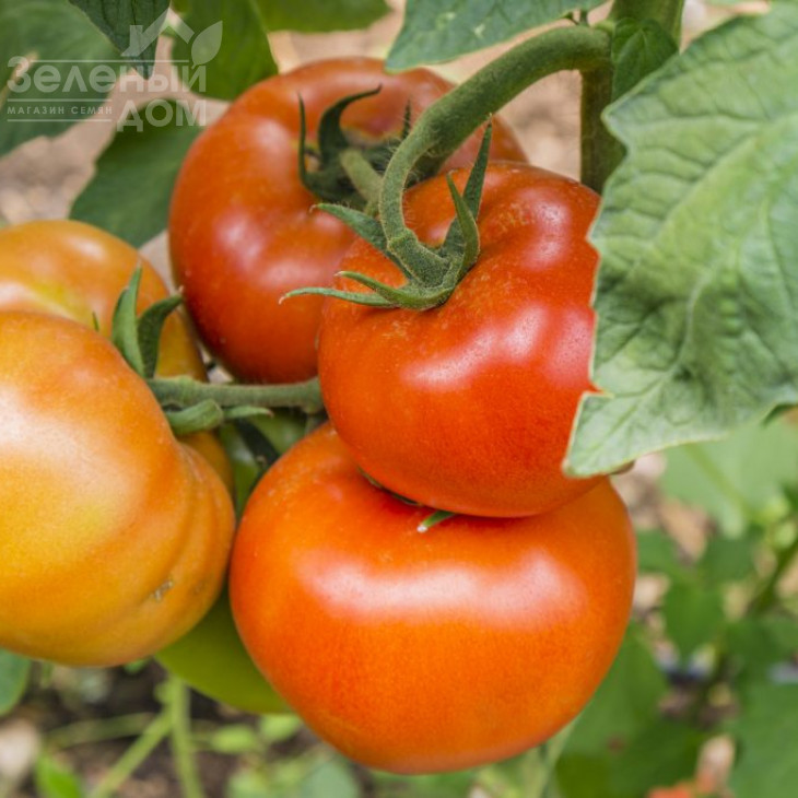 Гравітет F1 / Gravitet F1,95-100 днів фото 2