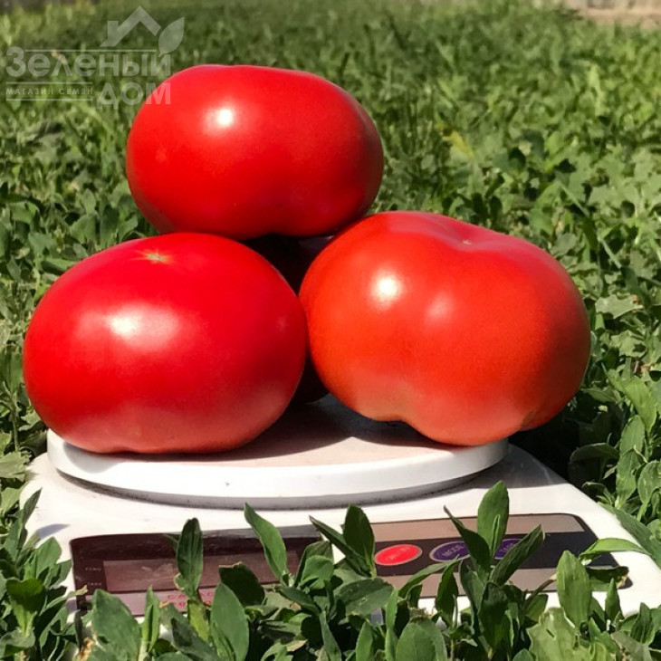 Оазіс F1 / Oazis F1,67-70 днів фото 5