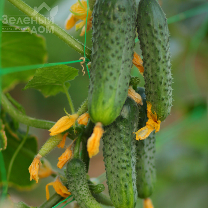 Азарт F1 / Azart F1 фото 2