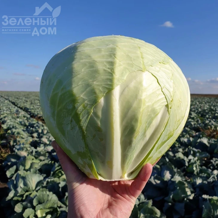 Баланс F1 / Balans F1, 115-120 дней фото 3