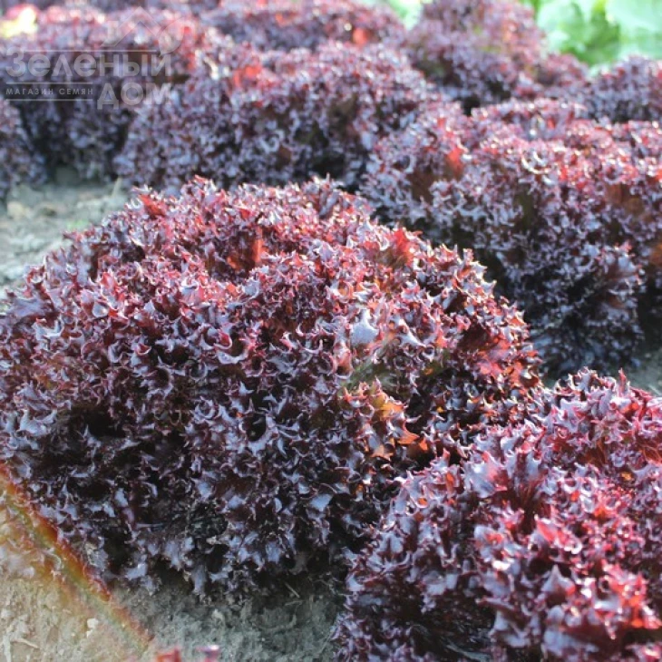 Азирка / Azirka фото 2