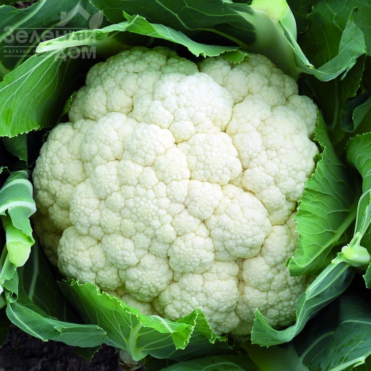 Форталеза F1 / Fortaleza F1,75-80 дней фото 1