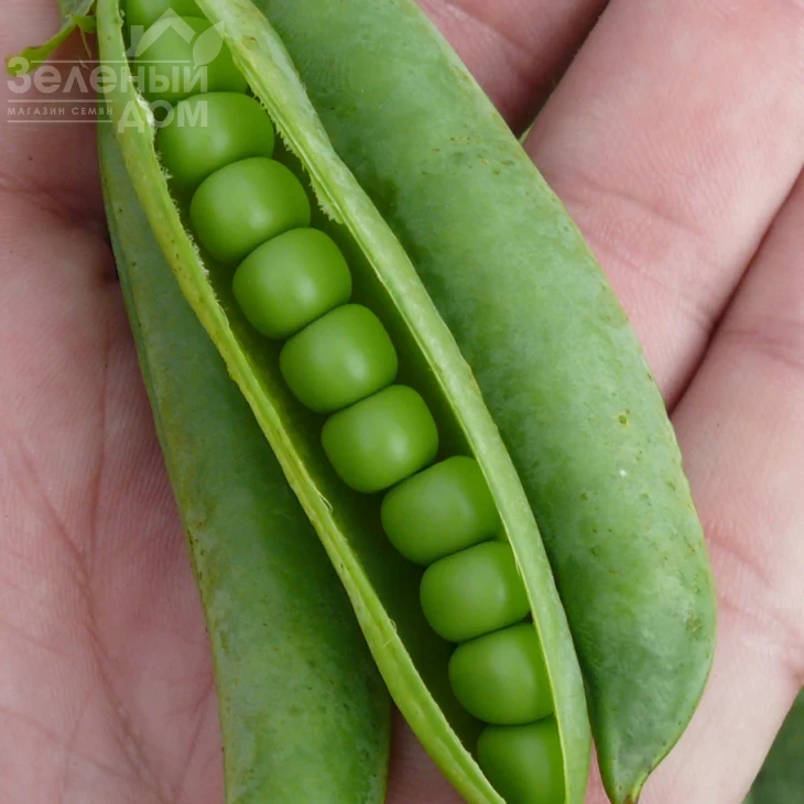 Мегасайз / Megasayz, 55-60 дней фото 2