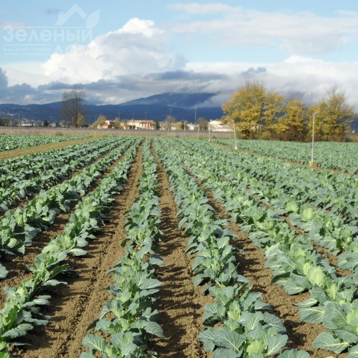 Амтрак F1 / Amtrak F1,140 дней фото 2