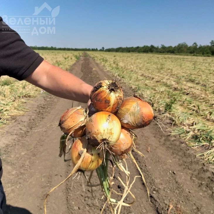 Орленда F1 / Orlenda F1,105-110 дней фото 3