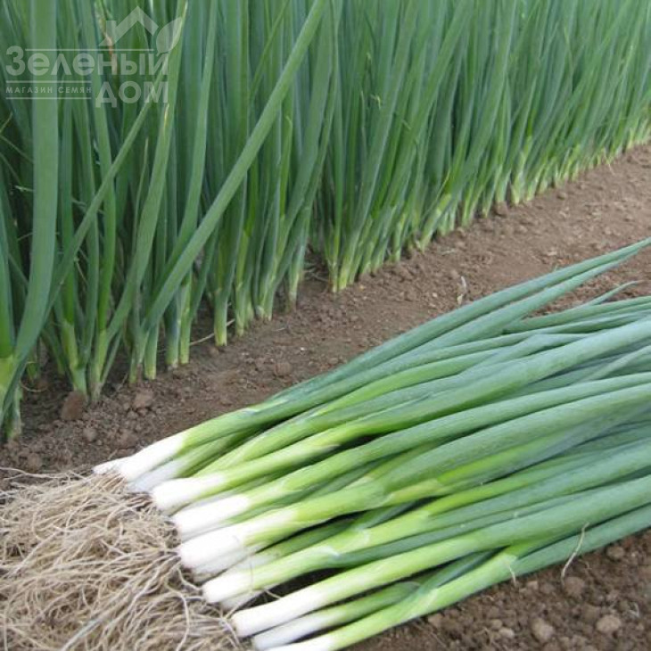 Байя Верде F1 / Baja Verde F1,40 днів фото 1