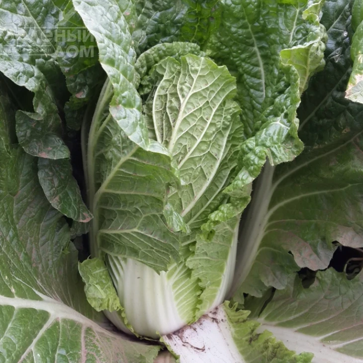 Пикалина F1 / Pikalina F1, 65-70 дней фото 1