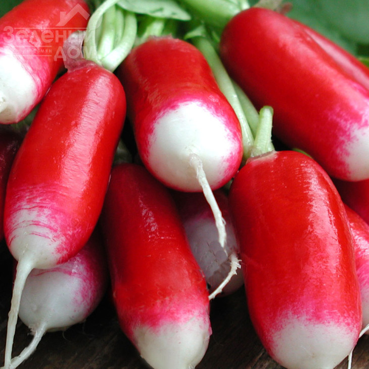 Слована / Slovana,32-35 днів фото 1