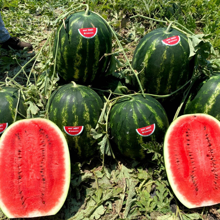 Леджіо F1 / Legio F1 фото 1